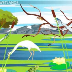 Human impact wetlands humans draining wetland drain weebly