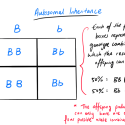 Punnett squares x-linked answer key