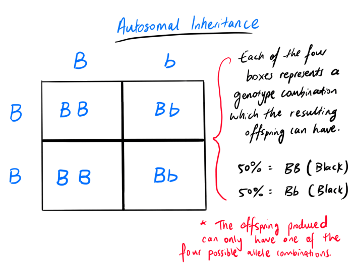 Punnett squares x-linked answer key